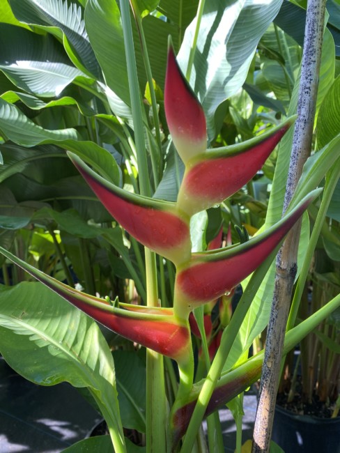 The Coconut Man Turf and Ornamental, LLC 